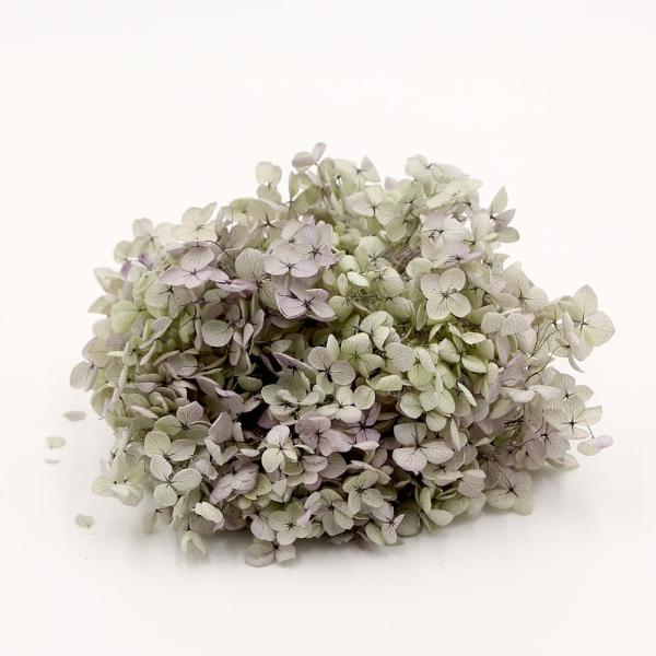 プリザーブドフラワー 花材 即日出荷 アナベル・ヘッド オレガノパープル ドライフラワー 花材 素材...