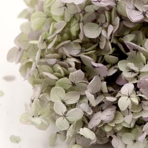 プリザーブドフラワー 花材 即日出荷 アナベル...の詳細画像1