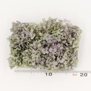 プリザーブドフラワー 花材 即日出荷 アナベル...の詳細画像2