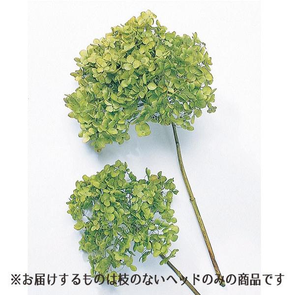 プリザーブドフラワー 花材 即日出荷 アナベル・ヘッド グリーン アジサイ あじさい 紫陽花 花びら...