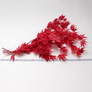 プリザーブドフラワー 花材 即日出荷 もみじ ...の詳細画像2