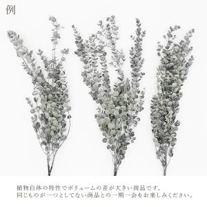 プリザーブドフラワー 花材 即日出荷 グニーユ...の詳細画像2