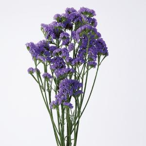 スターチス 花 花 ガーデニング の商品一覧 通販 Yahoo ショッピング