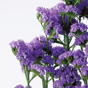 プリザーブドフラワー 花材 即日出荷 スターチ...の詳細画像1