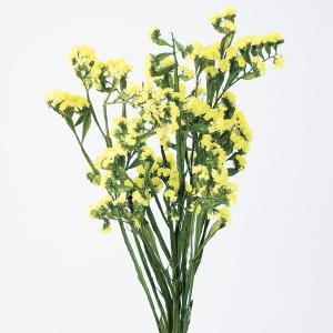 ドライフラワー 花材 即日出荷 マグノリアリーフ ナチュラル ワイルド