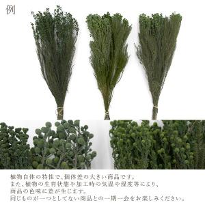 プリザーブドフラワー 花材 即日出荷 バーゼリ...の詳細画像3