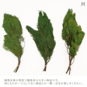 プリザーブドフラワー 花材 即日出荷 コノデヒ...の詳細画像2