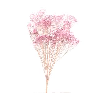 プリザーブドフラワー 花材 即日出荷 モリソニア...の商品画像