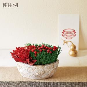 プリザーブドフラワー 花材 即日出荷 みやこ松...の詳細画像3