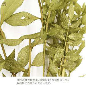プリザーブドフラワー 花材 即日出荷 ラスカス...の詳細画像3