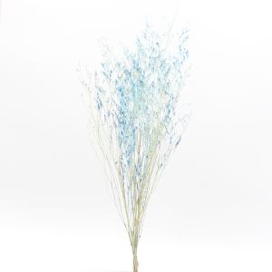 《プリザーブドフラワー 花材》出荷大地農園 カスピア