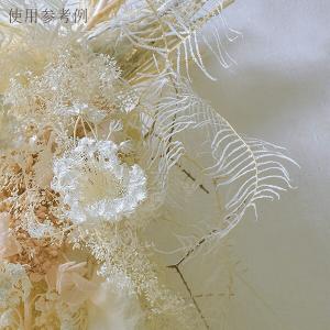 ドライフラワー 花材 即日出荷 シースターファ...の詳細画像4