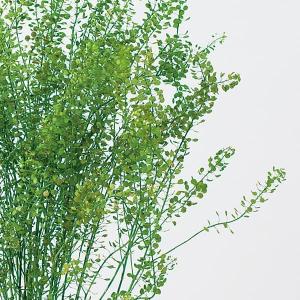 プリザーブドフラワー 花材 即日出荷 ペティー...の詳細画像1