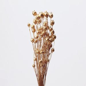 ドライフラワー 花材 即日出荷 キングプロテア・大 ナチュラル (在庫