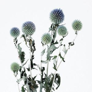 ドライフラワー 花材 即日出荷 ルリ玉アザミ ...の詳細画像2