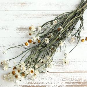 ドライフラワー 花材 即日出荷 アンモビューム ナチュラル 白 ホワイト ドライフラワー スワッグ ブーケ ドライフラワー花束 リース アレンジ 卸 大地農園