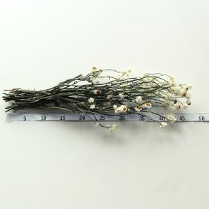 ドライフラワー 花材 即日出荷 アンモビューム...の詳細画像2