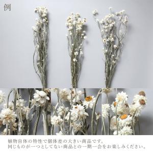 ドライフラワー 花材 即日出荷 アンモビューム...の詳細画像4
