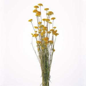ドライフラワー 花材 即日出荷 ミモザ・アカシア ナチュラル ミモザ