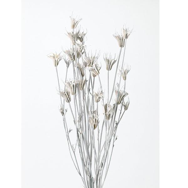 ドライフラワー 花材 即日出荷 ニゲラオリエンタリス ウオッシュホワイト ドライフラワー スワッグ ...