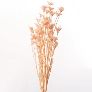 ドライフラワー 花材 即日出荷 丸っぽライム (1袋6コ入り) ライム