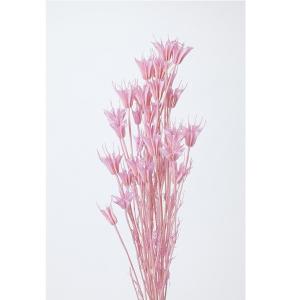 ドライフラワー 花材 即日出荷 ニゲラオリエンタ...の商品画像