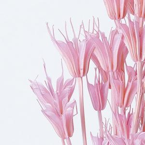 ドライフラワー 花材 即日出荷 ニゲラオリエン...の詳細画像1