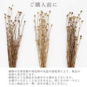 ドライフラワー 花材 即日出荷 シャーリーポピ...の詳細画像3
