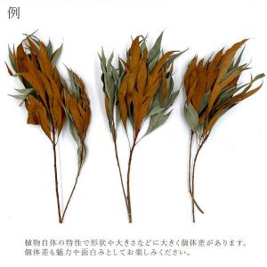 ドライフラワー 花材 即日出荷 グレビレア・ゴ...の詳細画像3