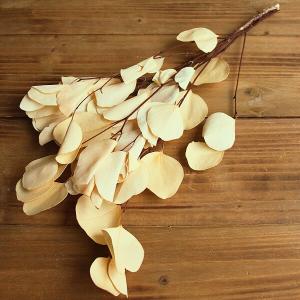 《ドライフラワー 花材》出荷大地農園 ポプルス