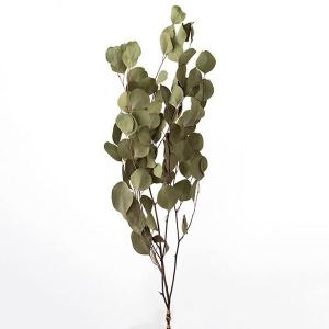 ドライフラワー 花材 即日出荷 ポプルス ナチュラル 葉 リーフ ドライフラワー スワッグ ブーケ ドライフラワー花束 ドライフラワースワッグ DIY 大地農園