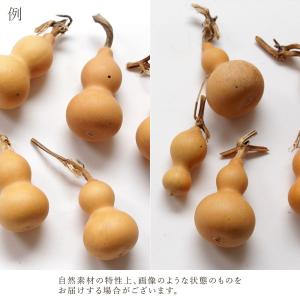 ドライフラワー 花材 即日出荷 豆ひょうたん ...の詳細画像3