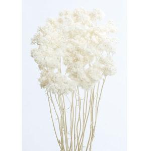 P5倍中 12/02 09:59迄】 ドライフラワー 花材 即日出荷 フォルモッサ