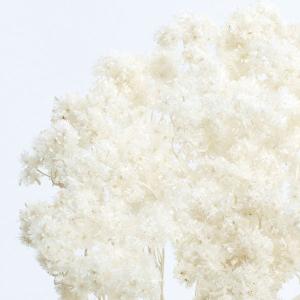 ドライフラワー 花材 即日出荷 クリスパム 白...の詳細画像2