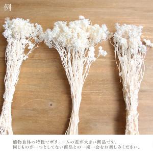ドライフラワー 花材 即日出荷 クリスパム 白...の詳細画像3