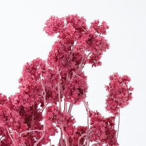 ドライフラワー 花材 即日出荷 クリスパム フ...の詳細画像1