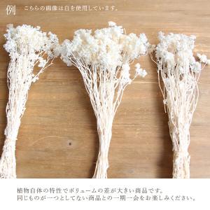 ドライフラワー 花材 即日出荷 クリスパム フ...の詳細画像2