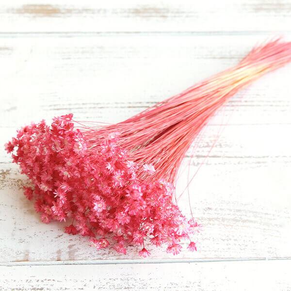 ドライフラワー 花材 即日出荷 【40％OFF】 期間限定特価 スターフラワー・ブロッサム キャンデ...