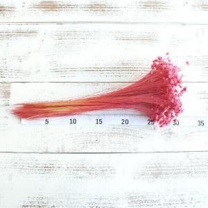 ドライフラワー 花材 即日出荷 【40%OFF...の詳細画像3