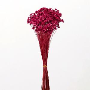 ドライフラワー 花材 即日出荷 スターフラワー・ブロッサム ラズベリー 花材 素材 材料 パーツ ドライフラワー ピンク 濃ピンク スワッグ ブーケ 大地農園