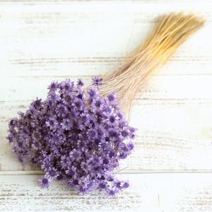 ドライフラワー 花材 即日出荷 スターフラワー・ブロッサム ライトパープル ドライフラワー スワッグ ブーケ ドライフラワー花束 リース 花材 卸 大地農園