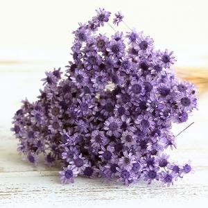 ドライフラワー 花材 即日出荷 スターフラワー...の詳細画像1