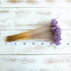 ドライフラワー 花材 即日出荷 スターフラワー...の詳細画像2