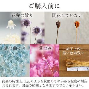 ドライフラワー 花材 即日出荷 スターフラワー...の詳細画像3