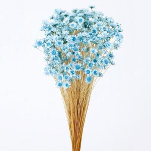 ドライフラワー 花材 即日出荷 スターフラワー・ミニ ブルー 青