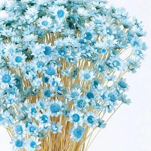 ドライフラワー 花材 即日出荷 スターフラワー...の詳細画像1