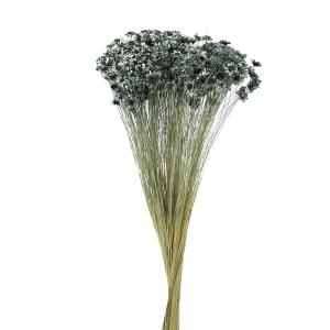 ドライフラワー 花材 即日出荷 スターフラワー・ブロッサム 〇 ターコイズグリーン 花材 素材 材料 パーツ レジン ブルーグレイ ブルーグレー 卸 大地農園
