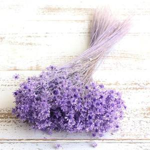 《ドライフラワー 花材》出荷大地農園 スターフラワー・ミニ