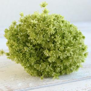 ドライフラワー 花材 即日出荷 スターフラワー...の詳細画像1