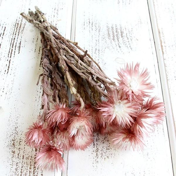 ドライフラワー 花材 即日出荷 シルバーデージー ツートンモーブ ツートンモーブ ドライフラワー ス...